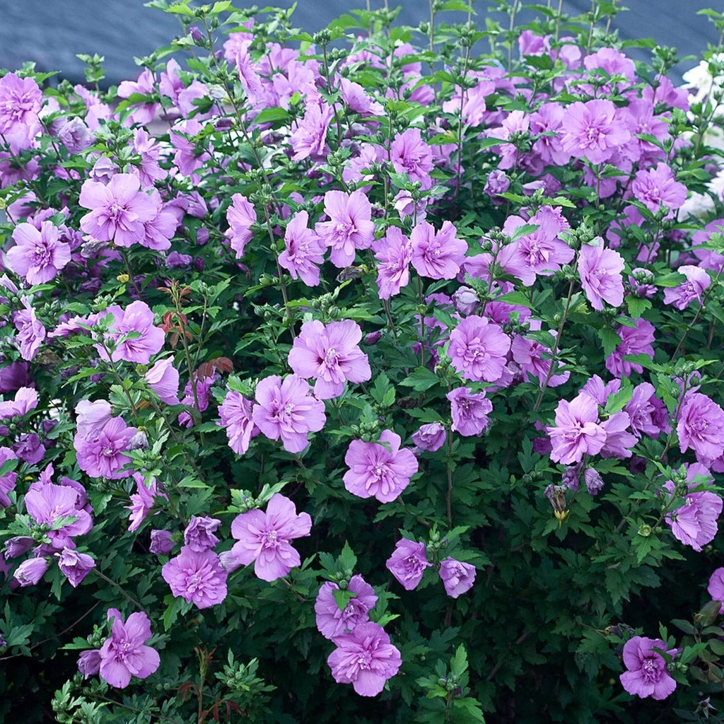 Hibiscus Lavender Chiffon Shrub B2073
