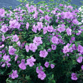 Hibiscus Lavender Chiffon Shrub B2073
