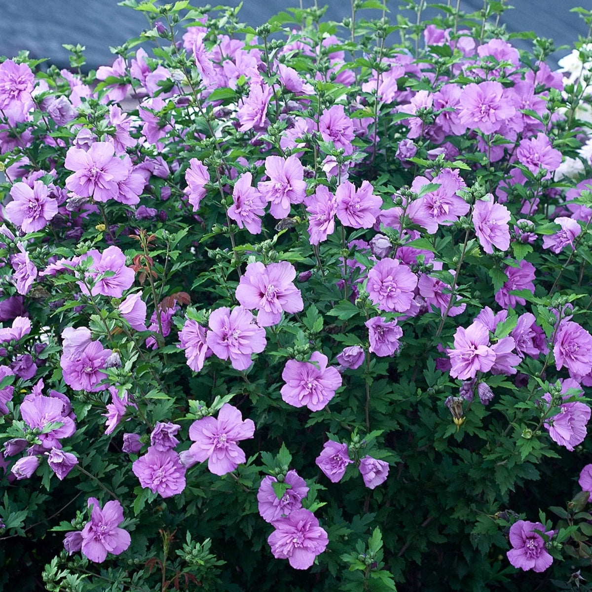 Hibiscus Lavender Chiffon Shrub B2073