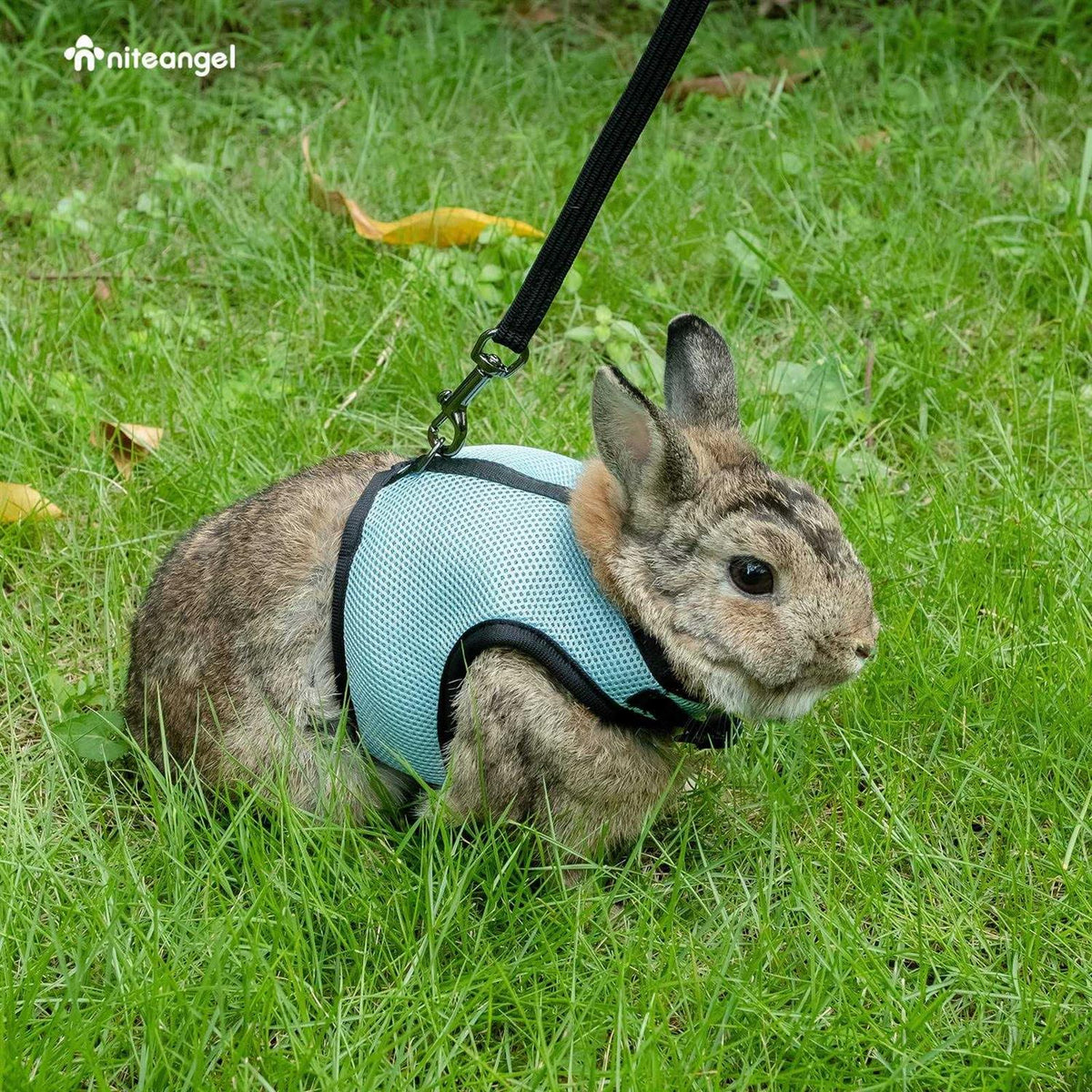 Adjustable Soft Harness with Elastic Leash for Rabbits Q684563