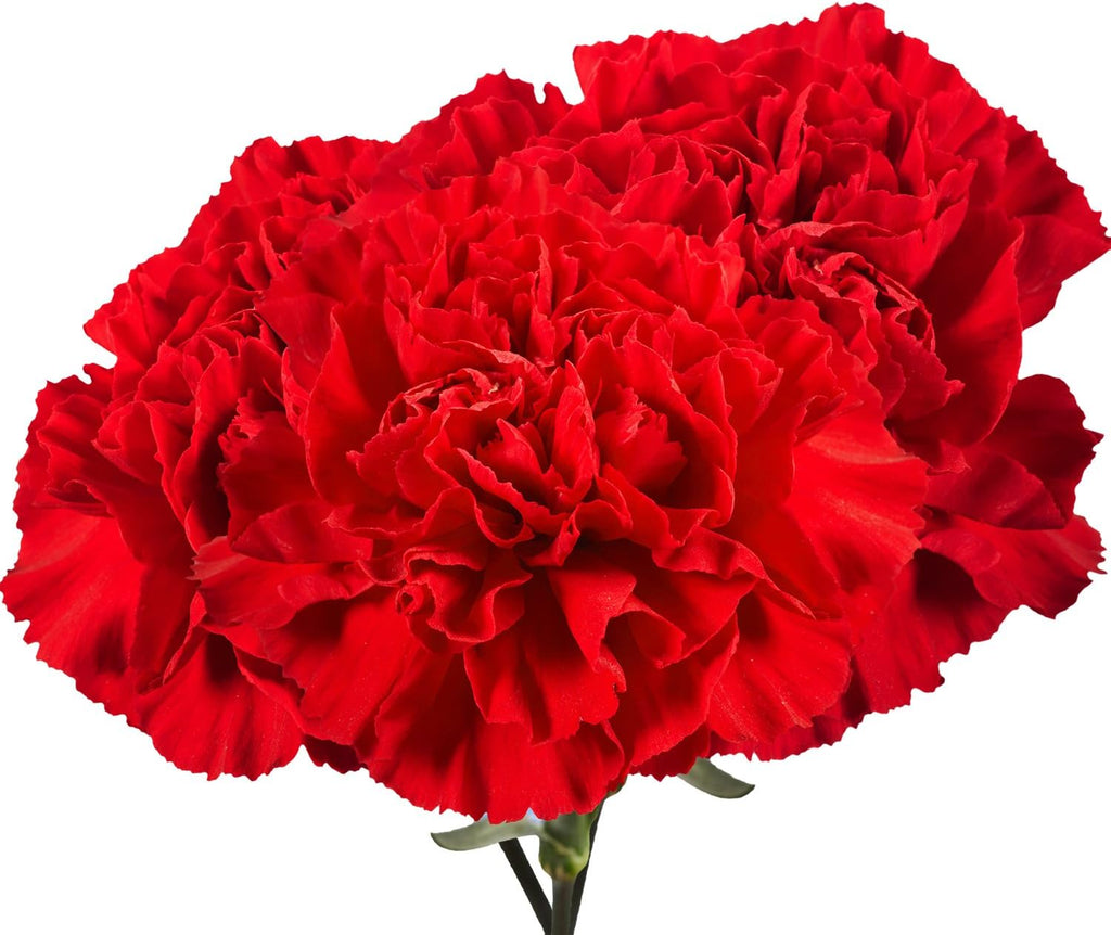 100 Fresh Cut Red Carnations O100023