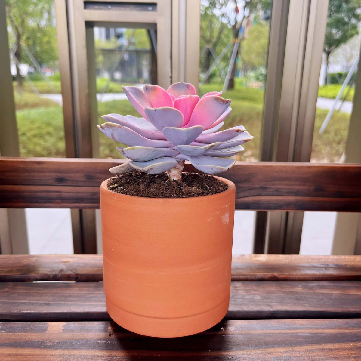 Terracotta Flower Pots, 3 Count with Drainage Holes B360