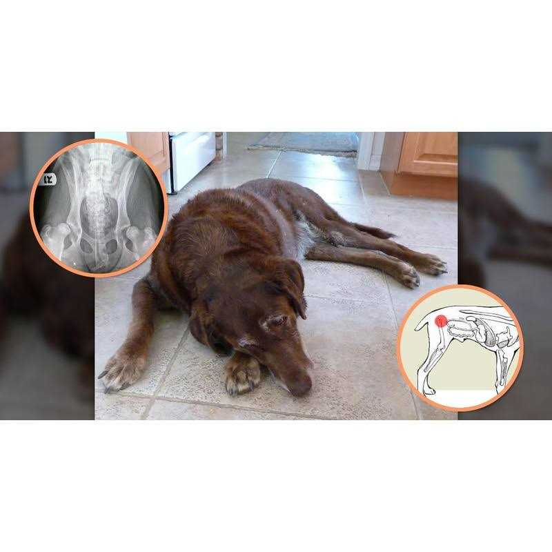 Glucosamine for Dogs with MSM & Ascorbic Acid A34770