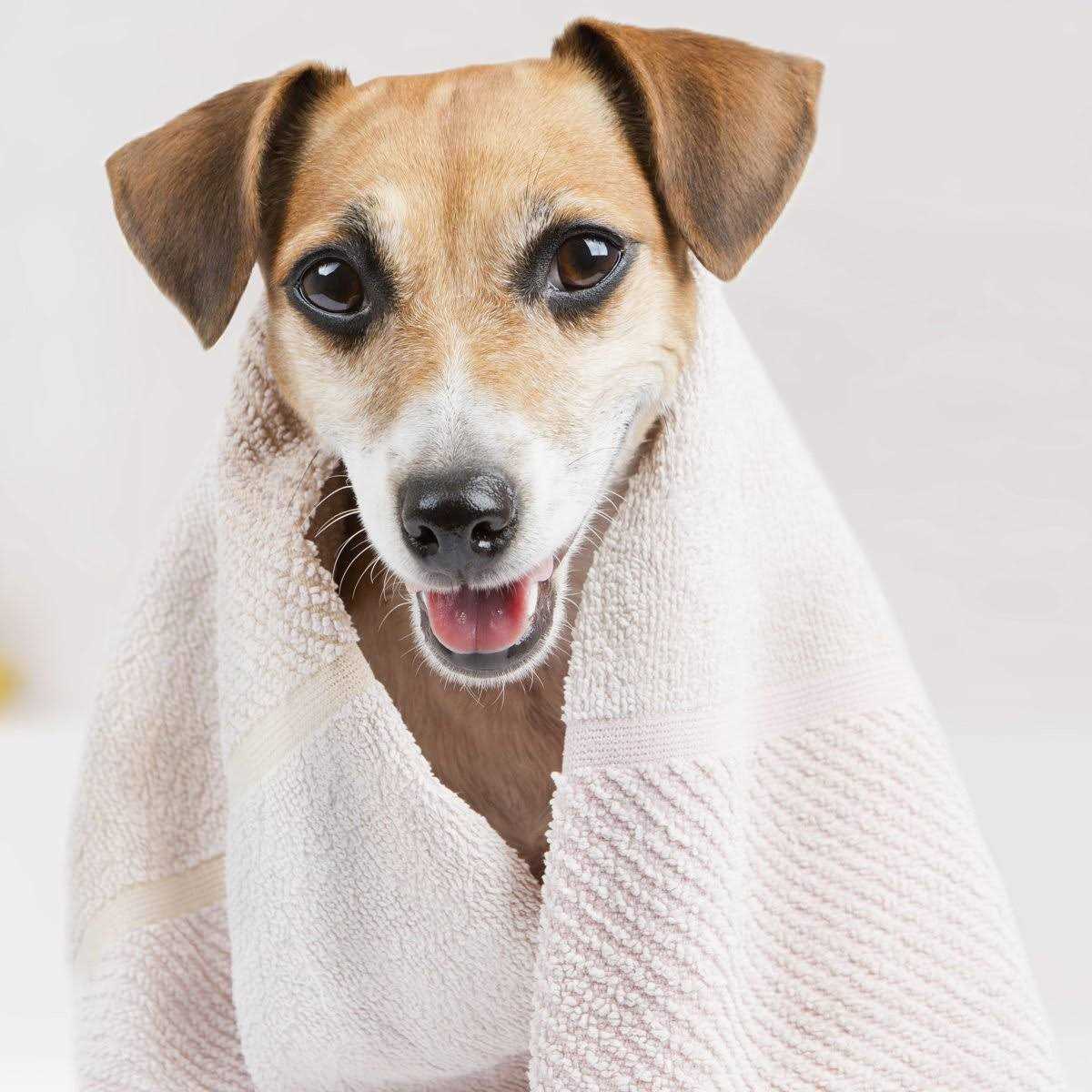 Oatmeal Dog Shampoo W37253