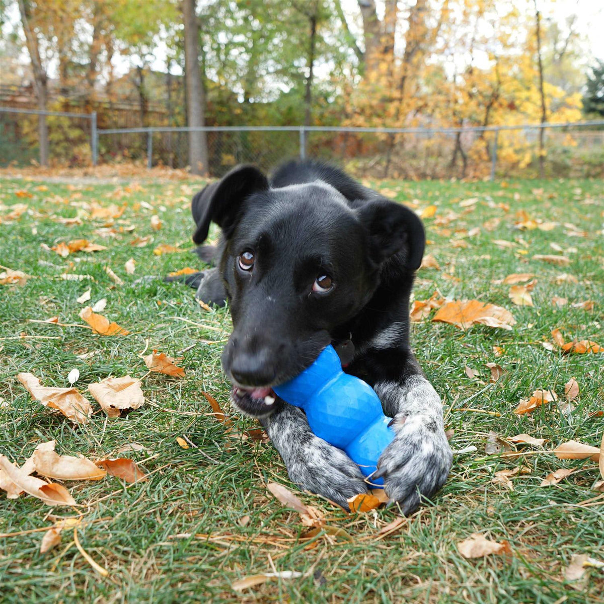 KONG Genius Mike Dog Toy N855678