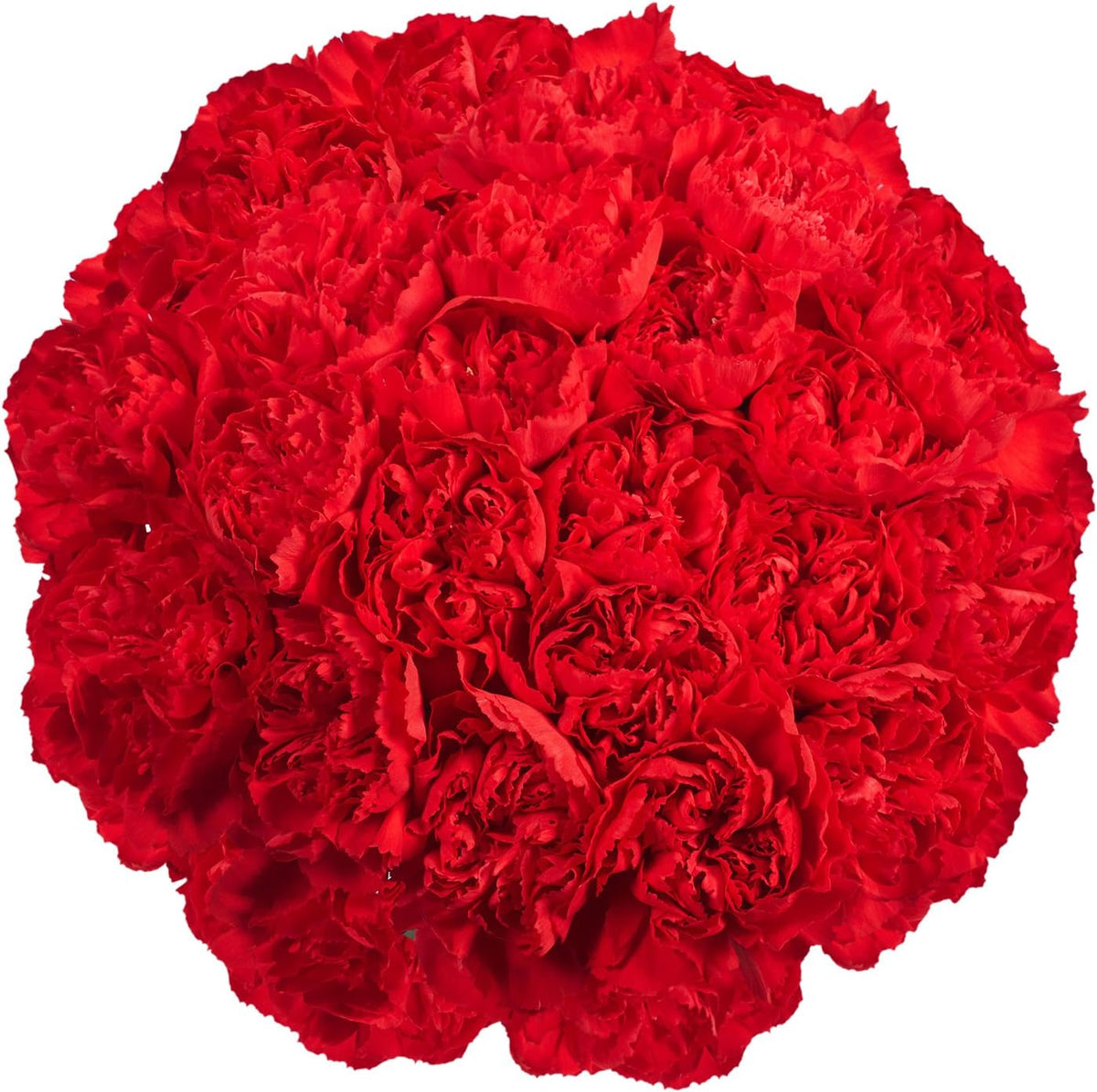 100 Fresh Cut Red Carnations O100023