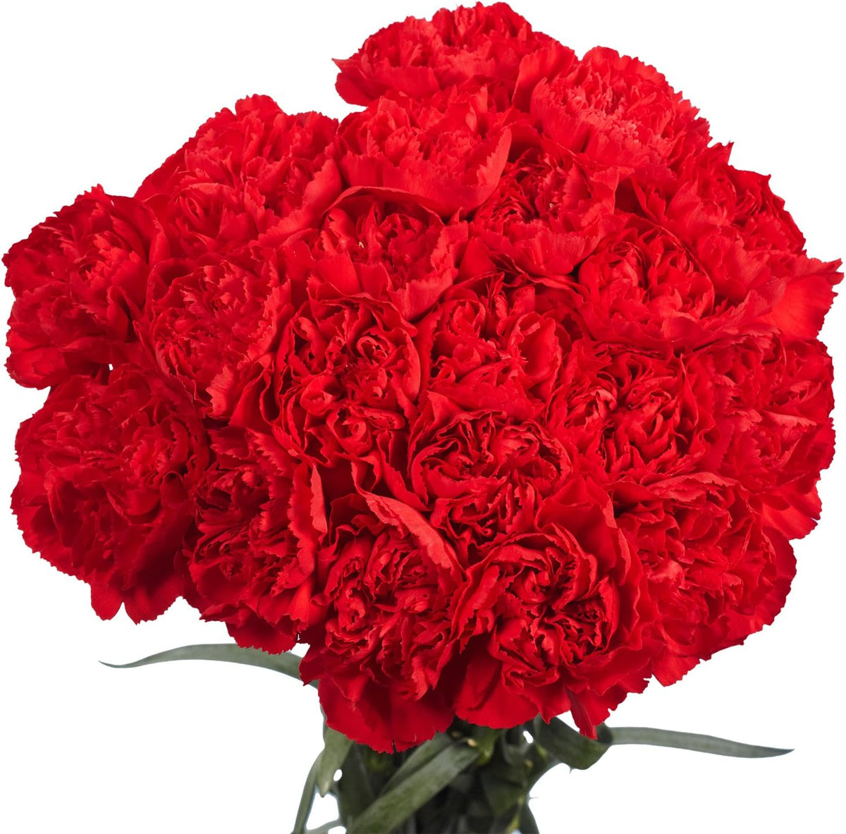 100 Fresh Cut Red Carnations O100023
