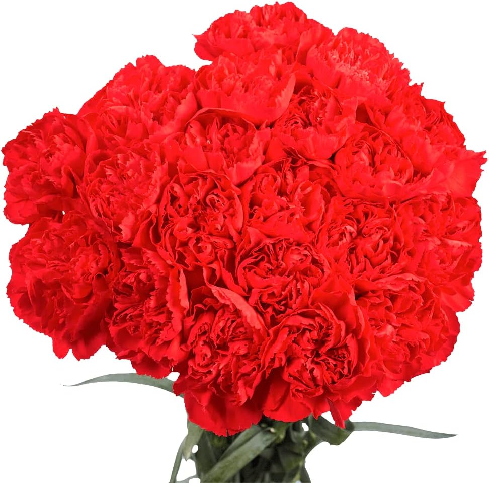 100 Fresh Cut Red Carnations O100023