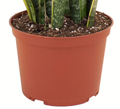 Standing Collection Live Sansevieria Laurentii Snake Indoor House Plant X71616