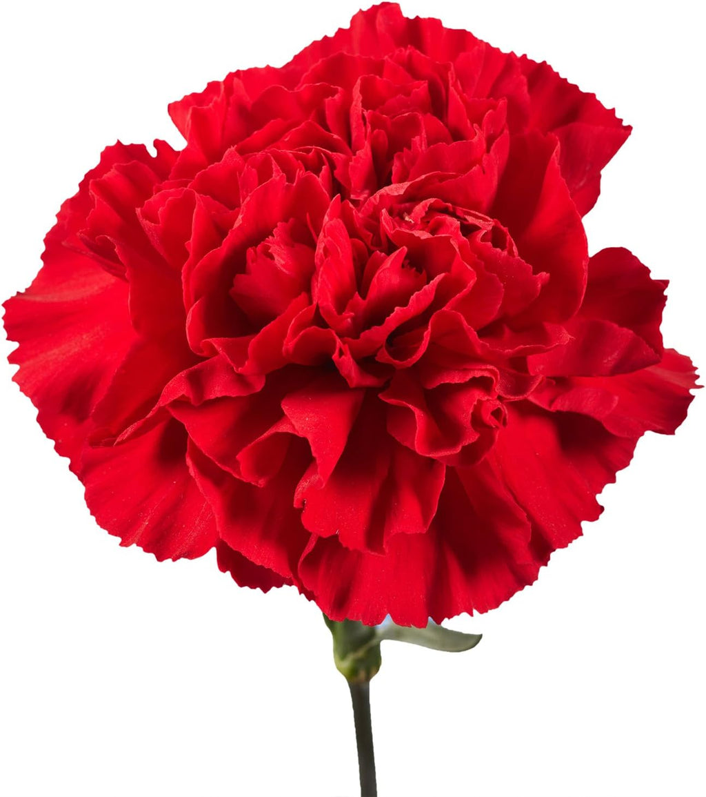 100 Fresh Cut Red Carnations O100023