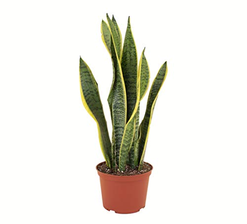 Standing Collection Live Sansevieria Laurentii Snake Indoor House Plant X71616