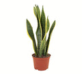 Standing Collection Live Sansevieria Laurentii Snake Indoor House Plant X71616