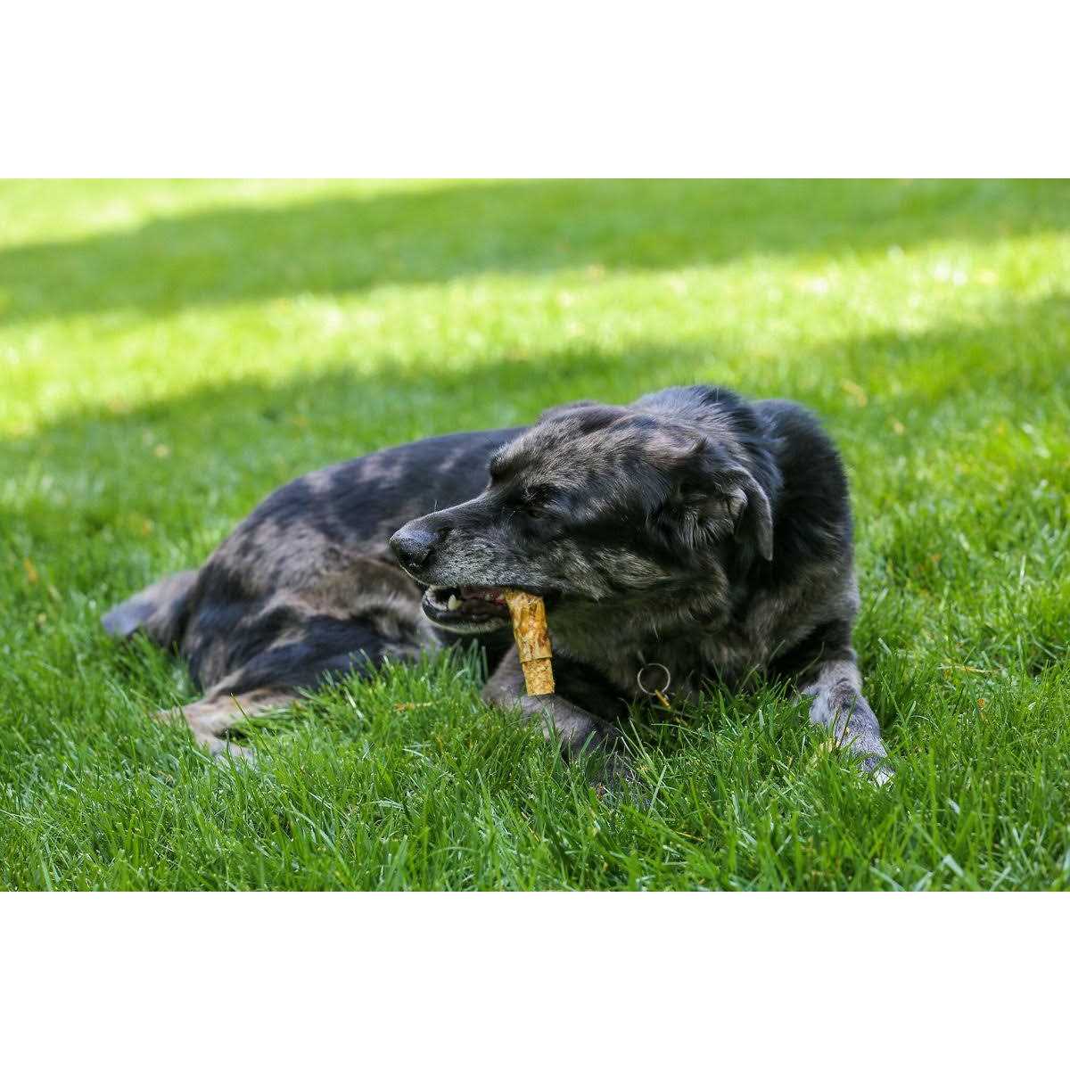 5''-6'' Beef Pizzle Stuffed Esophagus 3 Pack P965