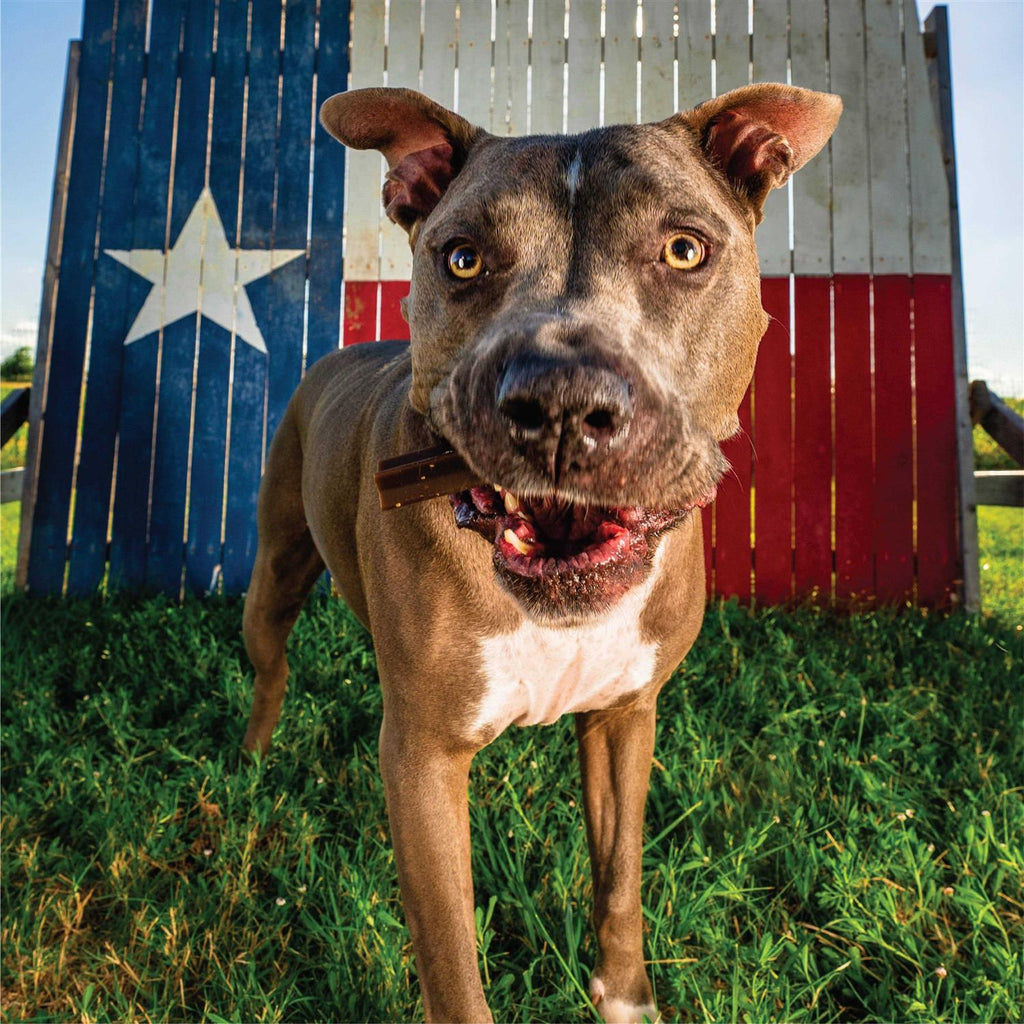 Grain Free Dental Chew Sticks D667150
